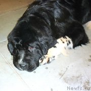 Превью фото № 218430