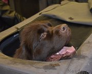 Превью фото № 218457