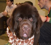 Превью фото № 218460