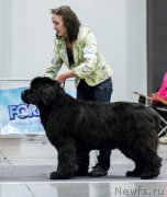 Превью фото № 218486