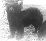 Превью фото № 2185