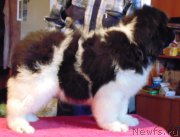 Превью фото № 218538