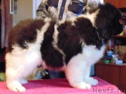 Превью фото № 218539