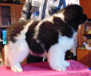 Превью фото № 218542