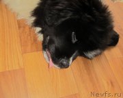 Превью фото № 218625