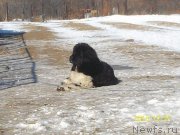 Превью фото № 218628