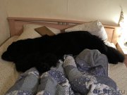 Превью фото № 218644