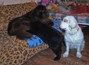 Превью фото № 218650