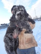 Превью фото № 218663