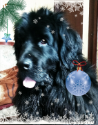 Превью фото № 218683