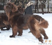 Превью фото № 218734