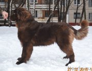 Превью фото № 218735