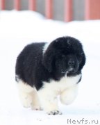 Превью фото № 218757