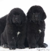 Превью фото № 218761