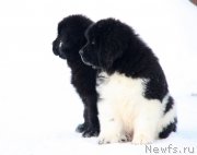 Превью фото № 218764