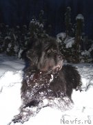 Превью фото № 218768