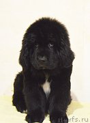 Превью фото № 218770