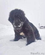 Превью фото № 218803