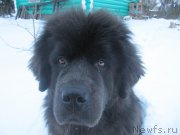 Превью фото № 218807