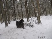 Превью фото № 218824