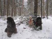 Превью фото № 218825