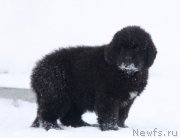 Превью фото № 218836