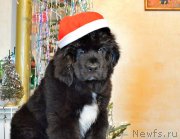 Превью фото № 218842