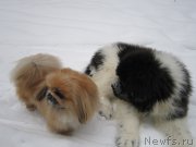 Превью фото № 218869