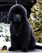 Превью фото № 218879