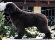 Превью фото № 218880