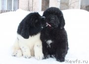 Превью фото № 218915