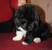 Превью фото № 218923