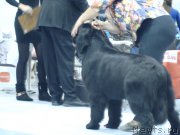 Превью фото № 218935