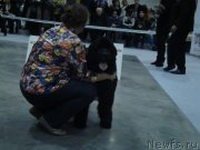 Превью фото № 218939