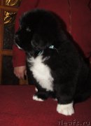 Превью фото № 218959