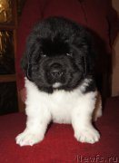 Превью фото № 218968