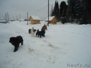 Превью фото № 218974