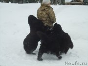 Превью фото № 218989