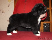 Превью фото № 218998