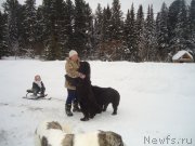 Превью фото № 219001