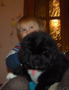 Превью фото № 219004