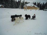 Превью фото № 219006