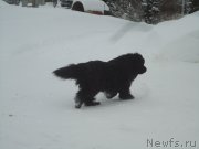 Превью фото № 219011