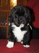 Превью фото № 219034