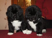 Превью фото № 219037