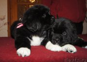 Превью фото № 219042