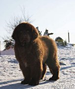 Превью фото № 219048