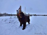 Превью фото № 219057