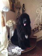 Превью фото № 219067