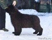 Превью фото № 219072